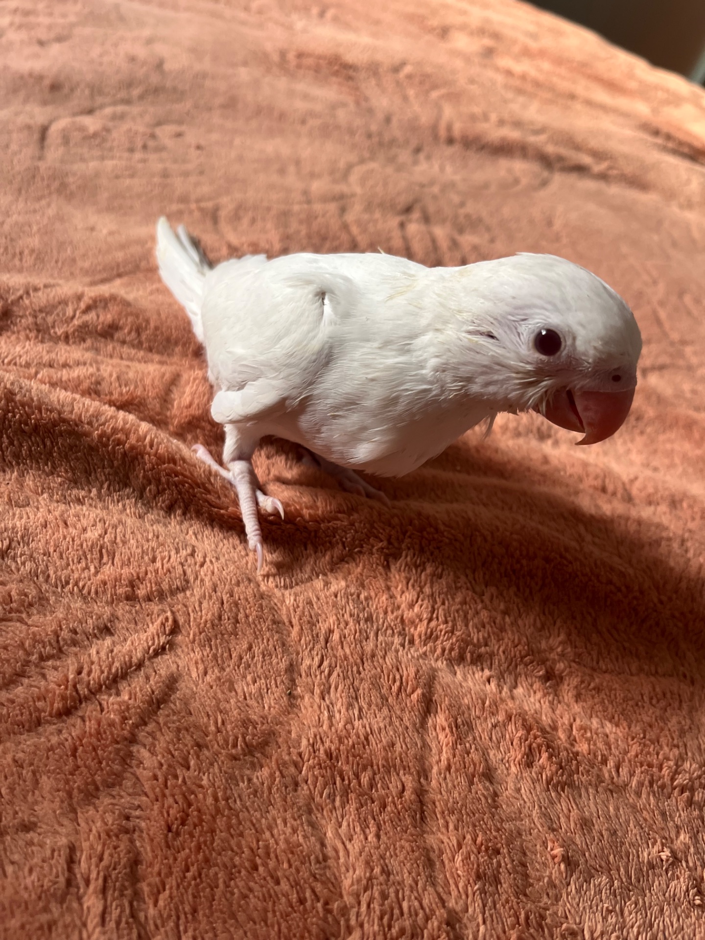 Викормиші ожерелових папуг