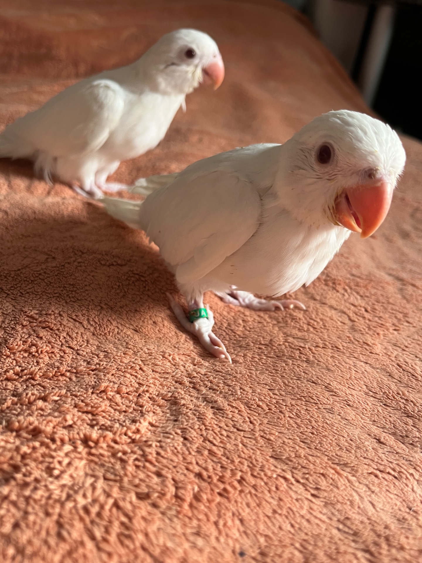 Викормиші ожерелових папуг