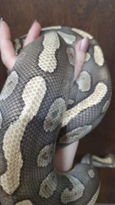 Морфний самець королівського пітона