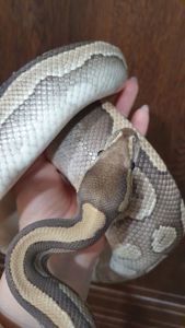 Морфний самець королівського пітона