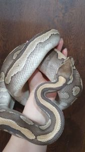 Морфний самець королівського пітона