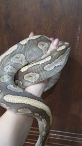 Морфний самець королівського пітона