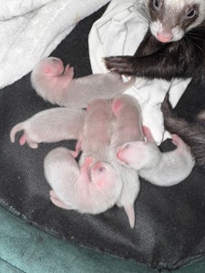 Малюки фретки, тхорики