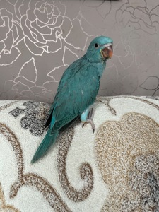 Викормиші ожерелових папуг