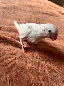 Викормиші ожерелових папуг