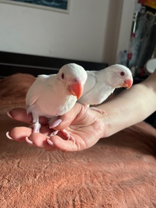 Викормиші ожерелових папуг