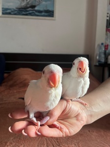 Викормиші ожерелових папуг