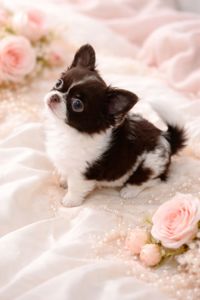 Длинношерстная VIP красотка!