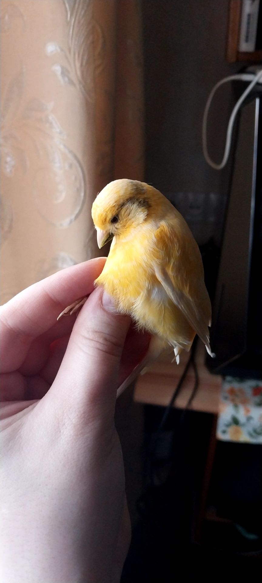 Продам кенара (поёт)