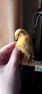 Продам кенара (поёт)