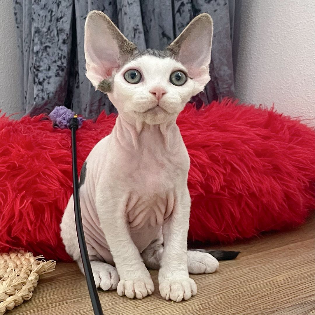 Кошенята Девон Рекс