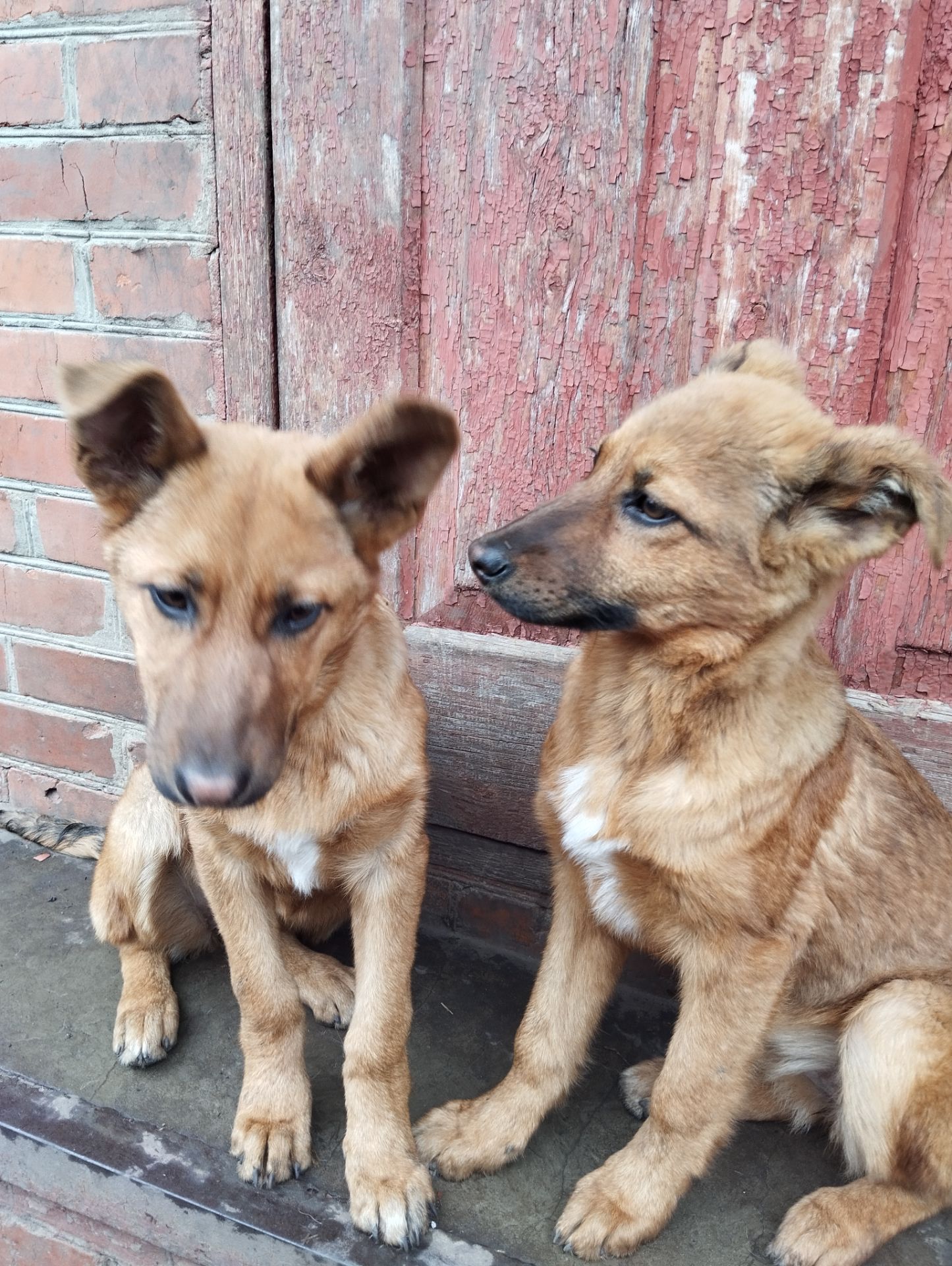 Цуценята німецької вівчарки