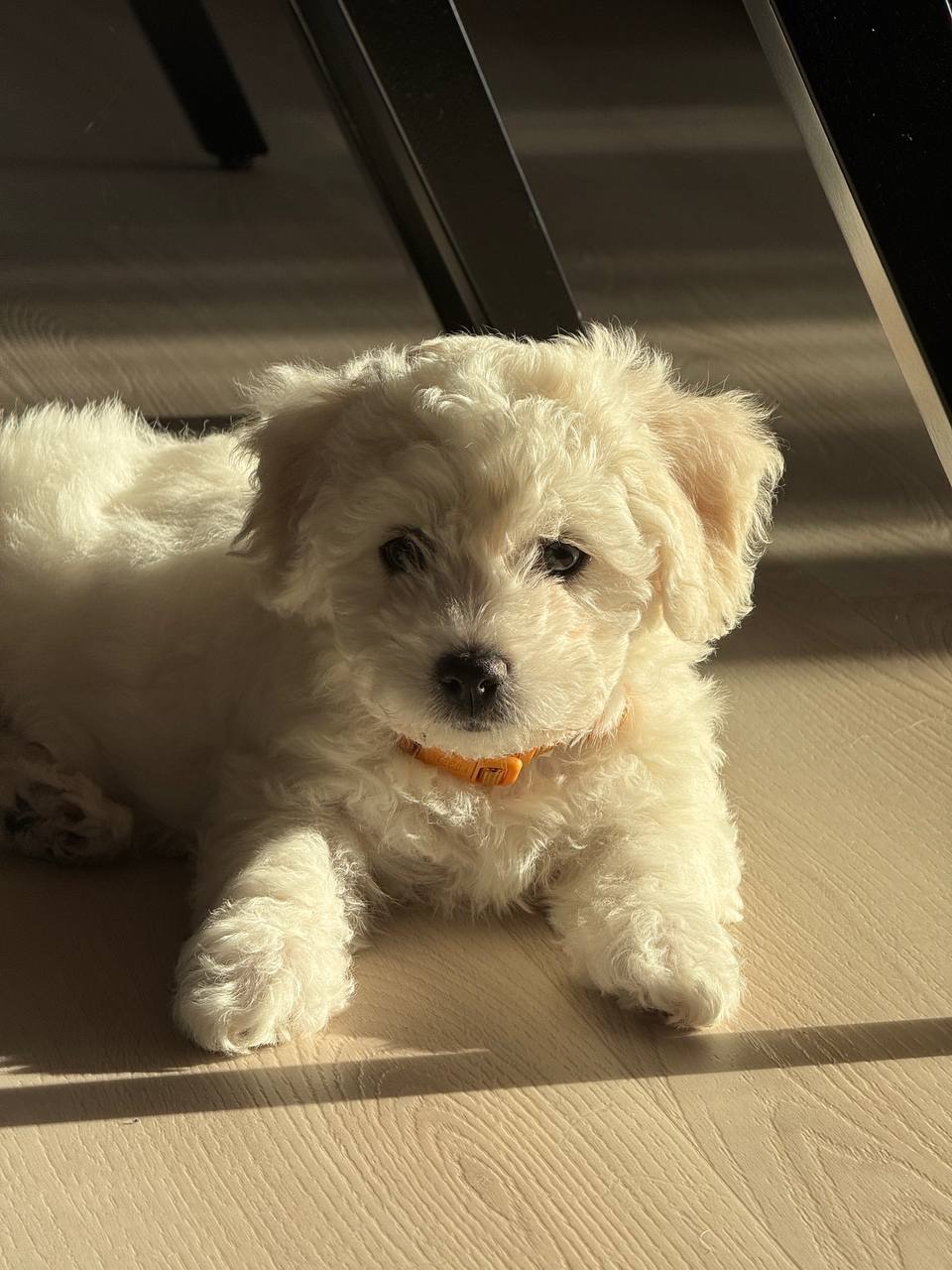 Дівчинка бішон фрізе