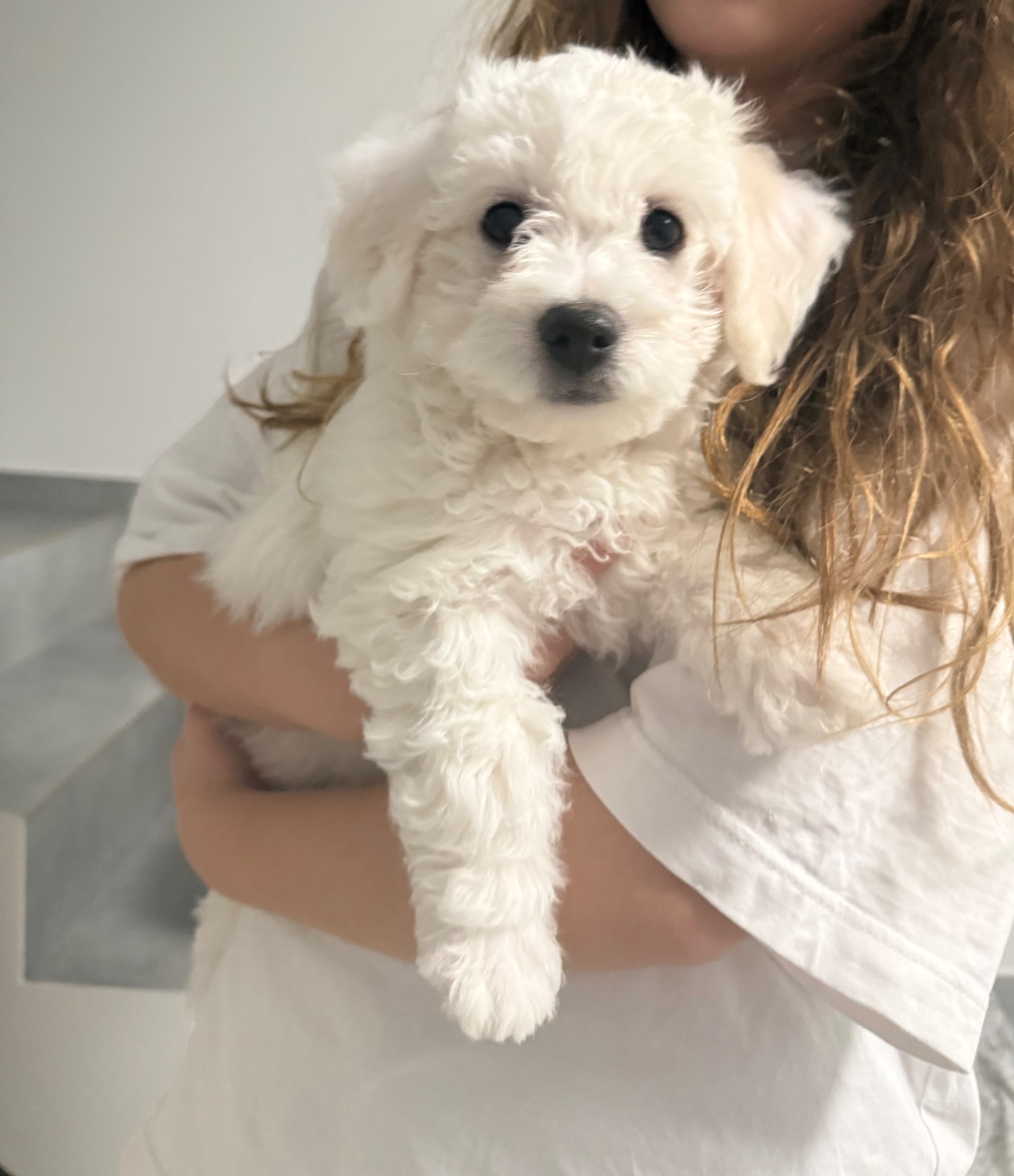 Дівчинка бішон фрізе