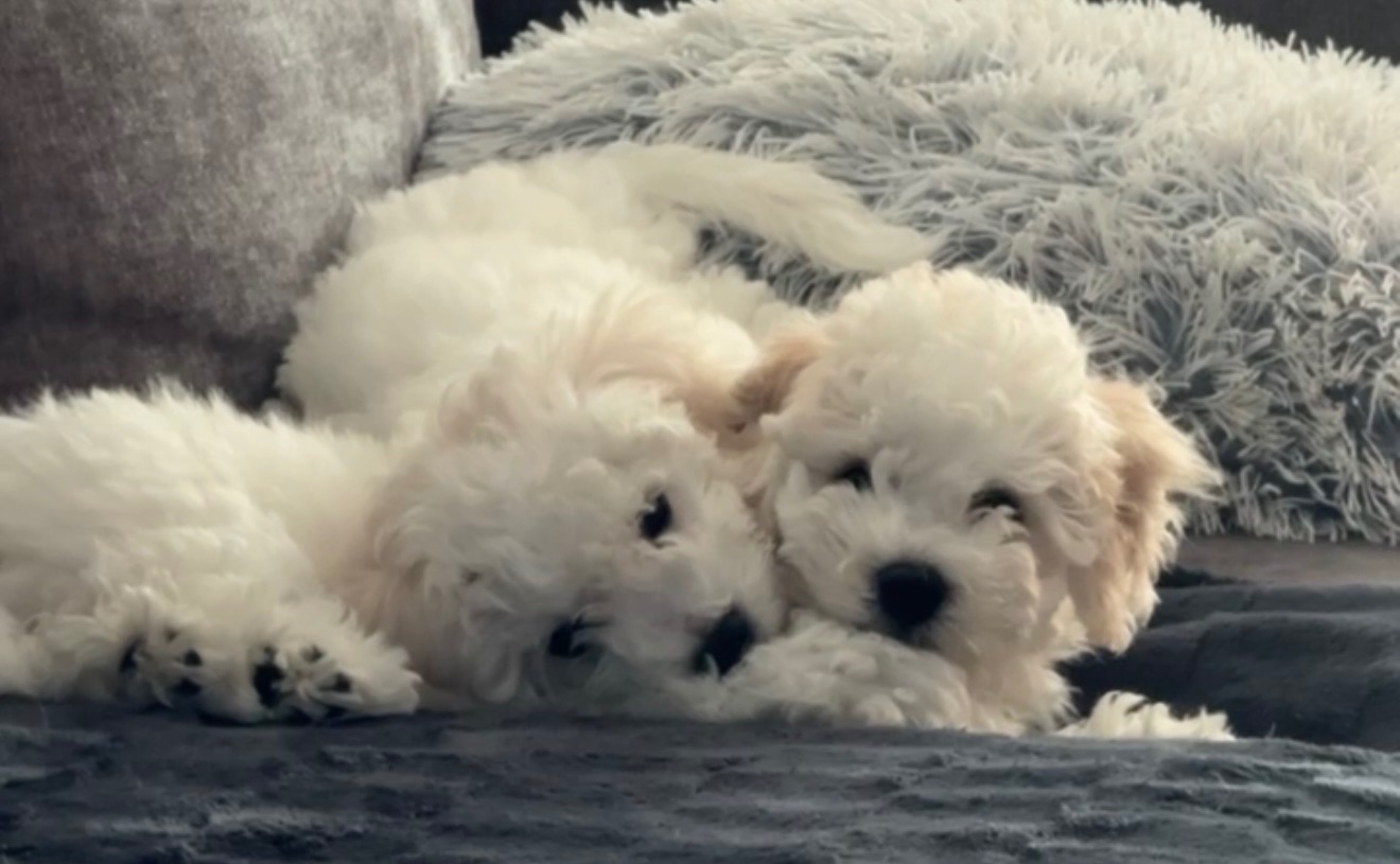 Дівчинка бішон фрізе