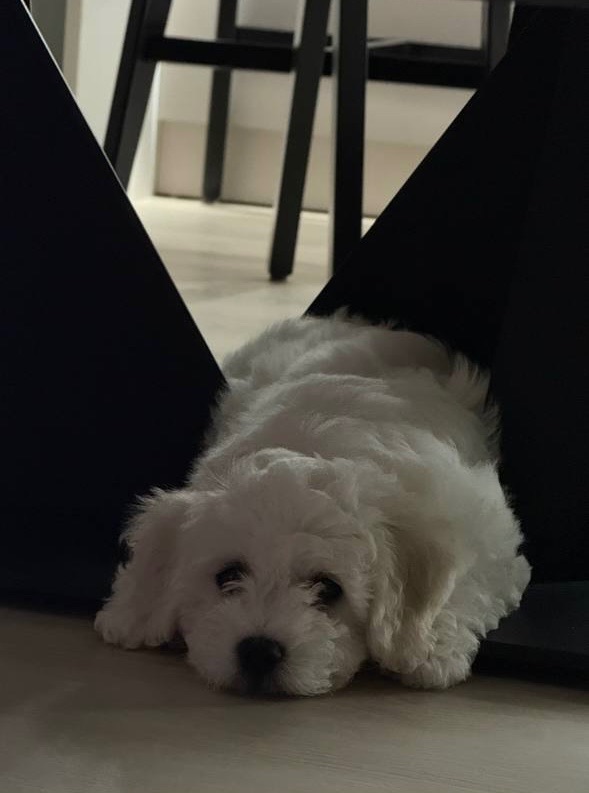 Дівчинка бішон фрізе