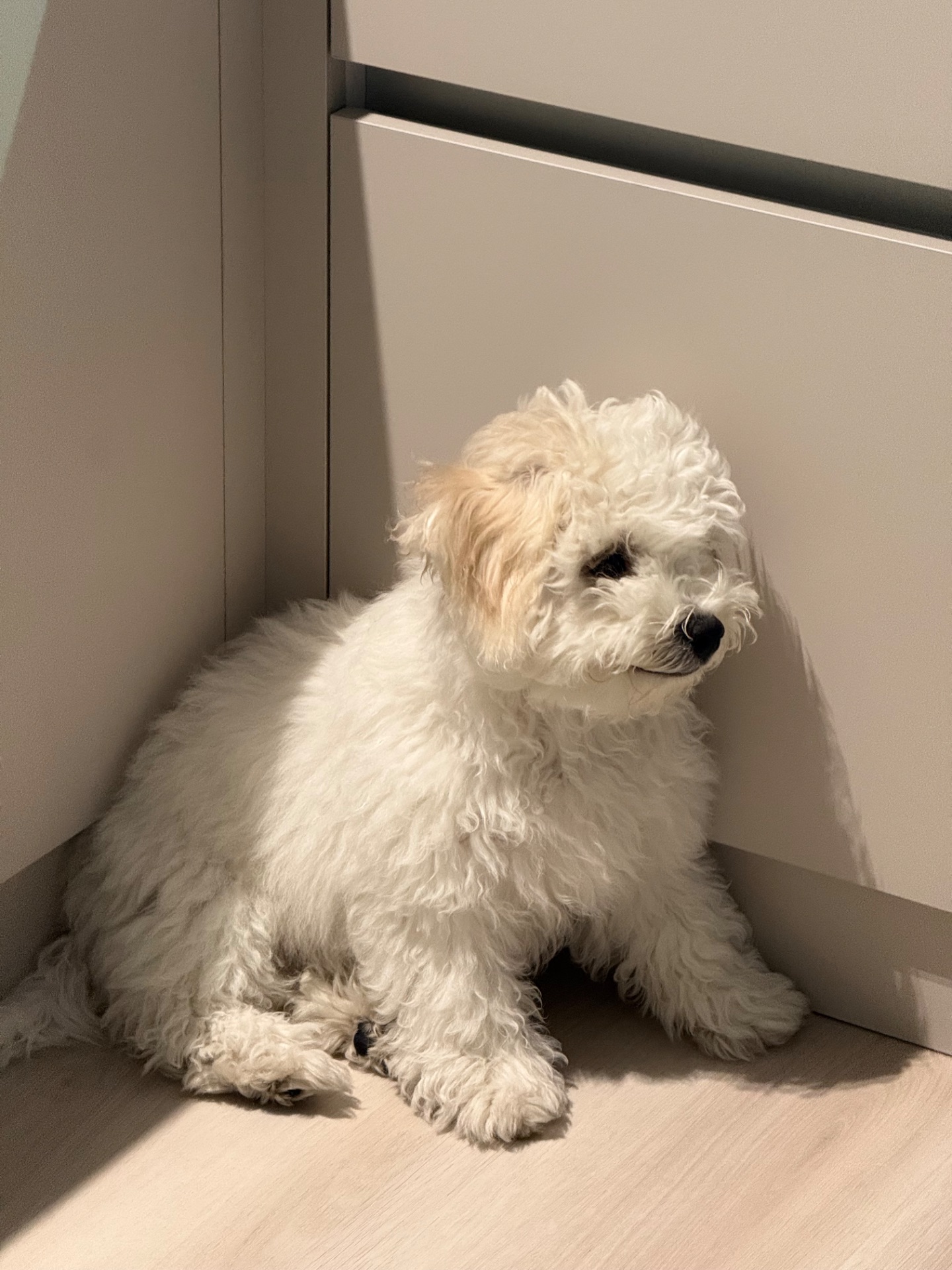 Дівчинка бішон фрізе