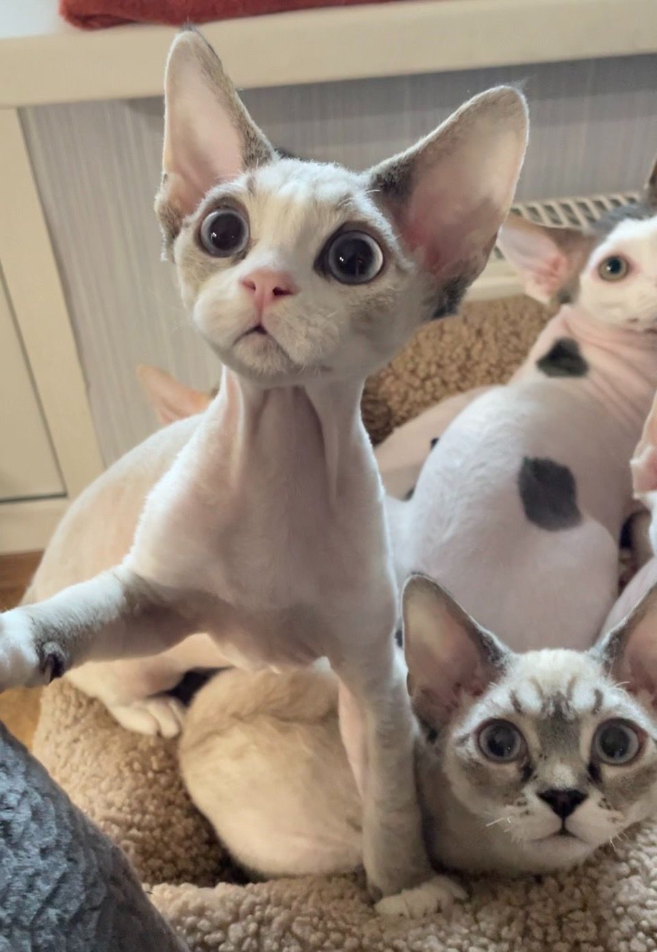 Кошенята Девон Рекс