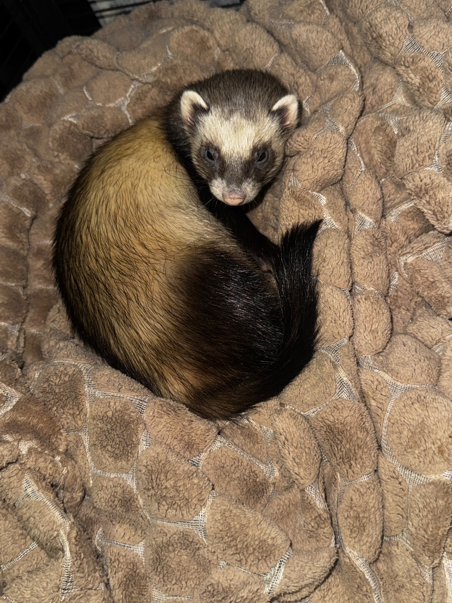 Фретка, тхорик дівчинка