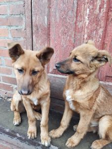 Цуценята німецької вівчарки