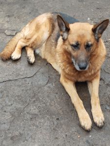 Цуценята німецької вівчарки