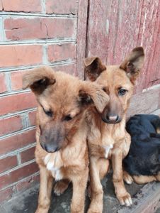 Цуценята німецької вівчарки