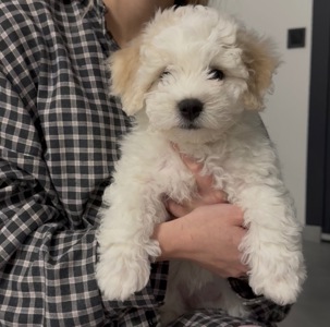 Дівчинка бішон фрізе