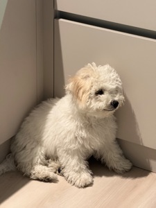 Дівчинка бішон фрізе