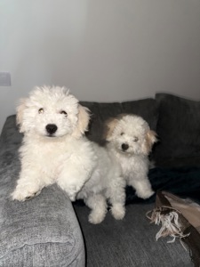 Дівчинка бішон фрізе