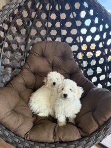 Дівчинка бішон фрізе