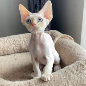 Кошенята Девон Рекс