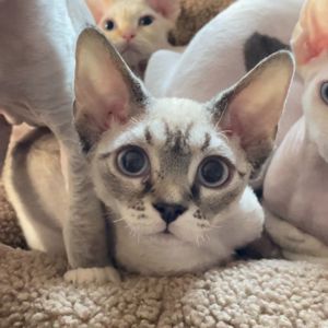 Кошенята Девон Рекс