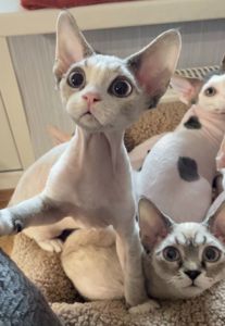 Кошенята Девон Рекс