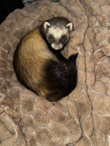 Фретка, тхорик дівчинка