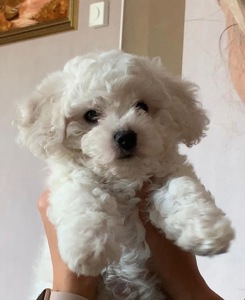 Дівчинка бішон фрізе