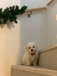 Дівчинка бішон фрізе