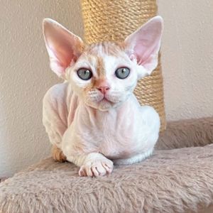 Кошенята Девон Рекс