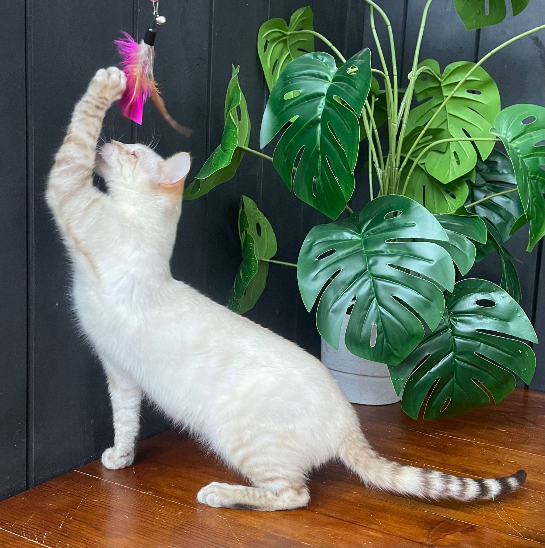 Котик породи Тойгер, Спайк