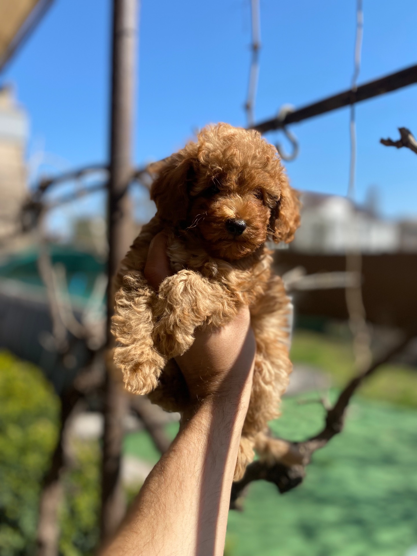 Мальтіпу чудові цуценя