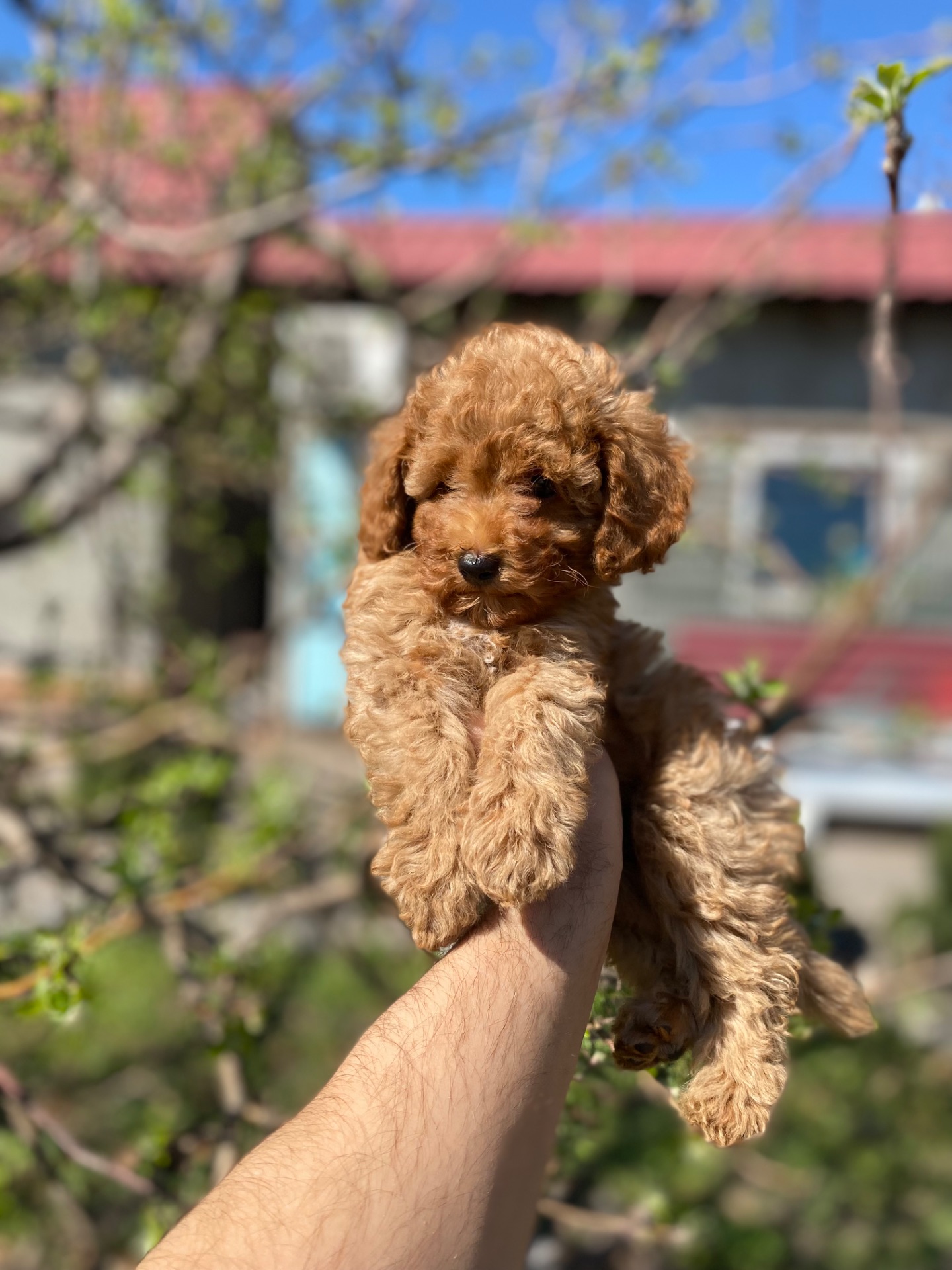 Мальтіпу чудові цуценя