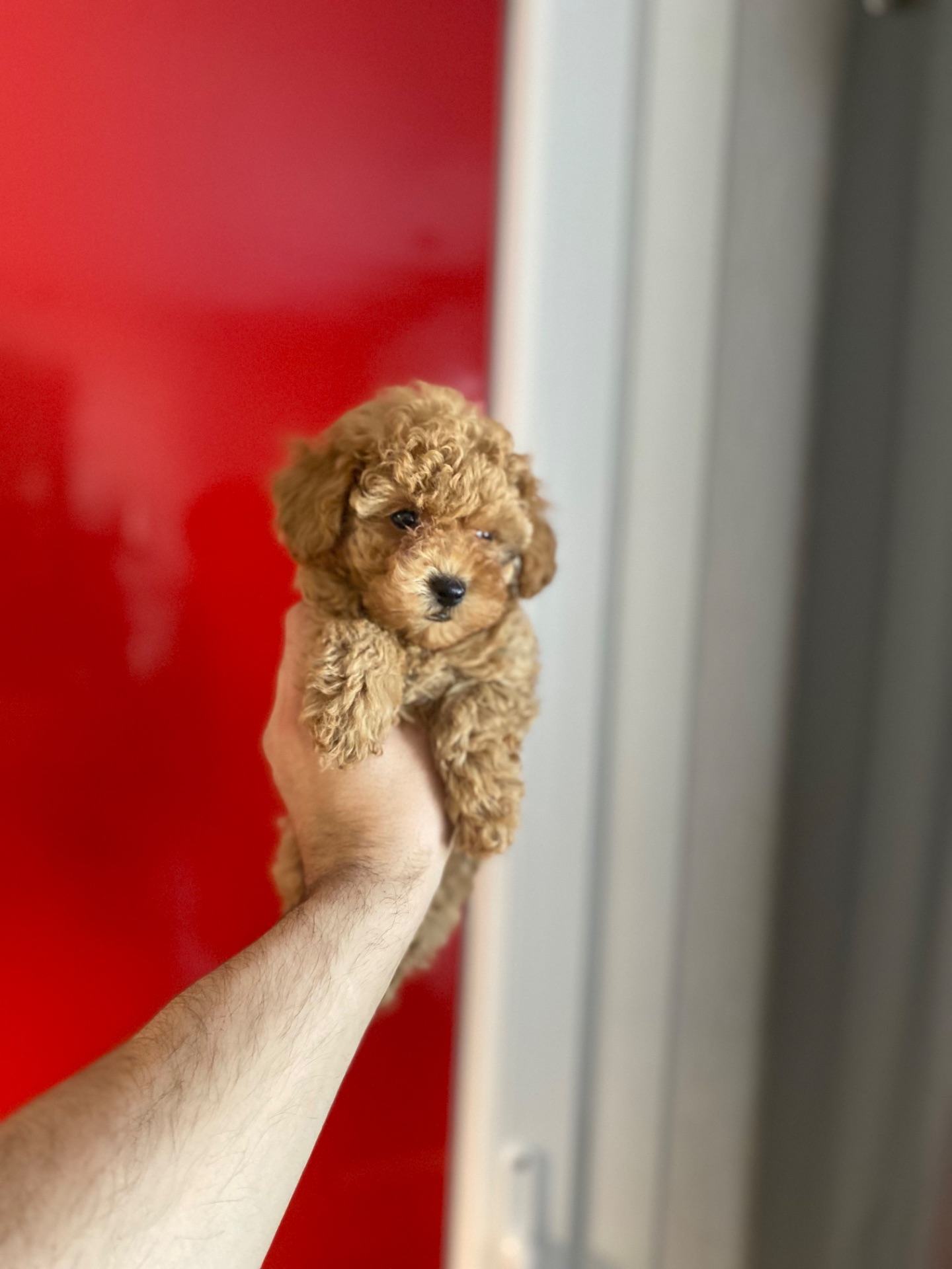 Мальтіпу чудові цуценя