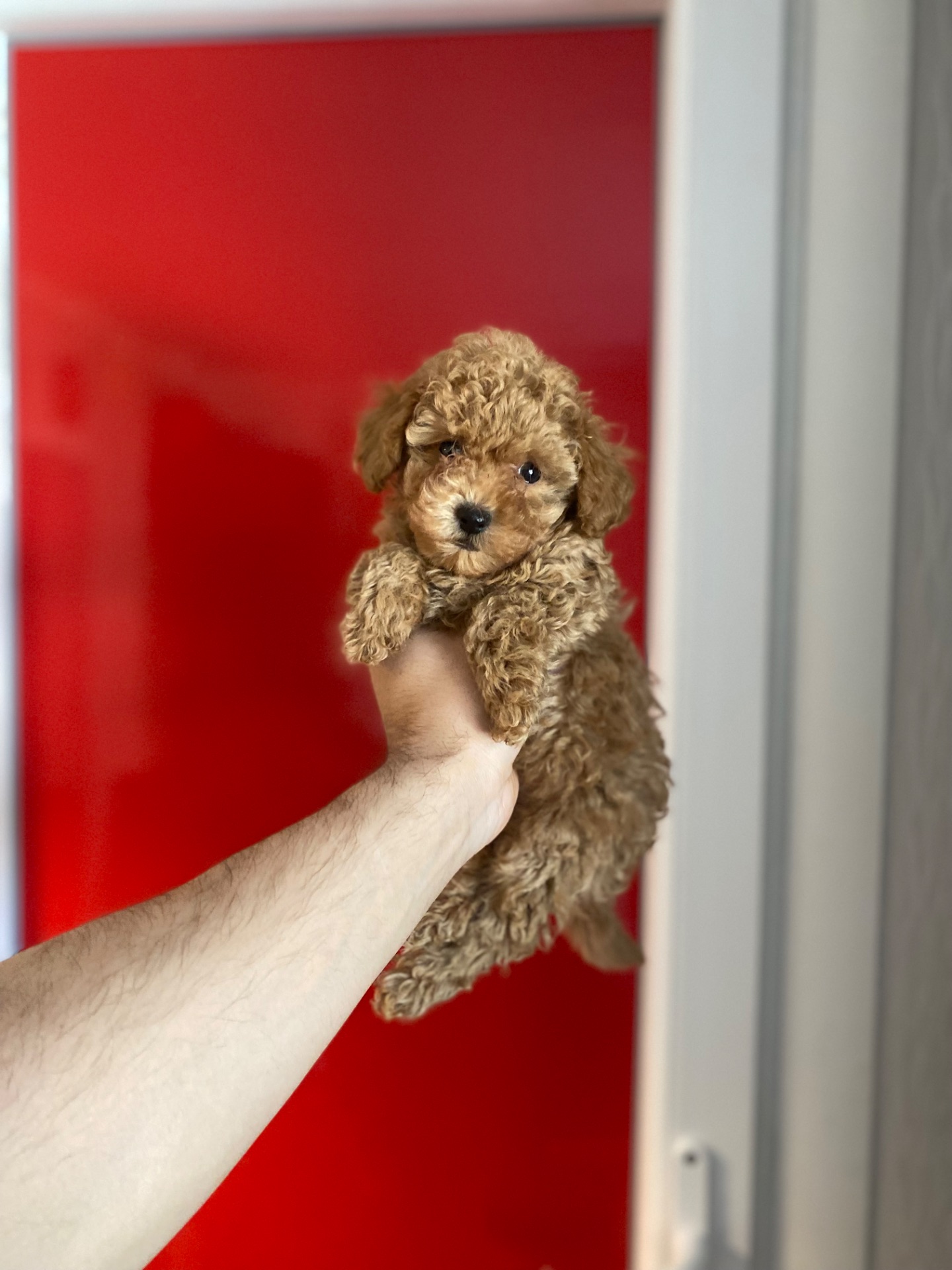 Мальтіпу чудові цуценя