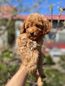 Мальтіпу чудові цуценя