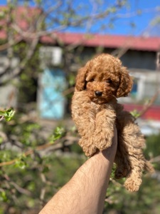 Мальтіпу чудові цуценя