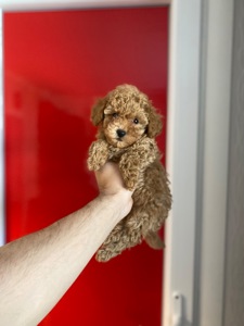 Мальтіпу чудові цуценя