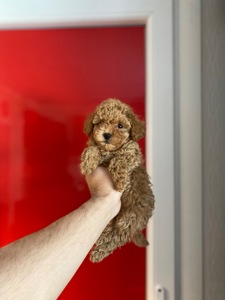 Мальтіпу чудові цуценя