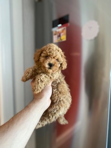 Мальтіпу чудові цуценя