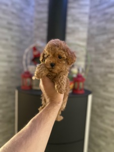 Мальтіпу чудові цуценя