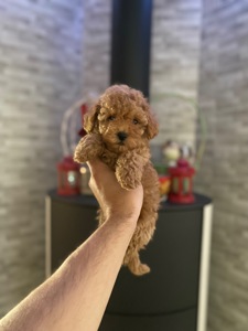 Мальтіпу чудові цуценя