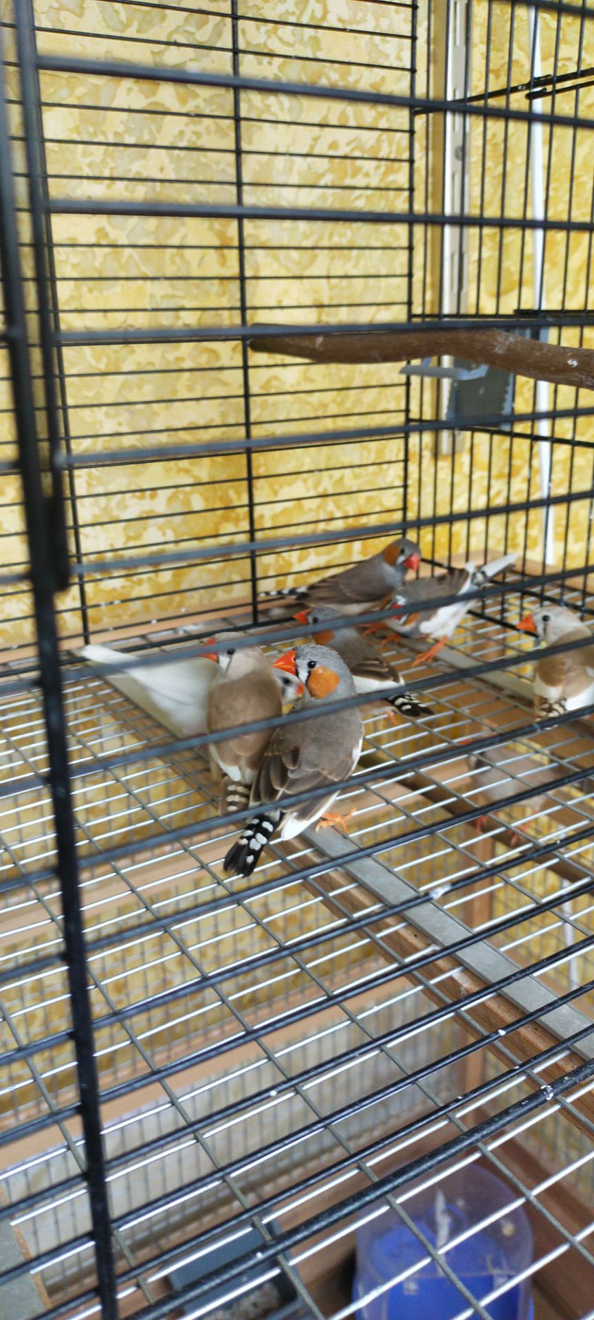 Зебровые амадины